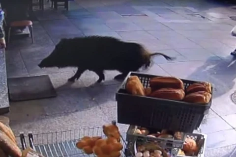 Con lợn rừng xuất hiện trên đường phố. (Nguồn: outdoorhub.com)