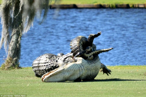 Hai con cá sấu chiến đấu với nhau gần hồ nước ở lỗ số 4. (Nguồn: Splash News)