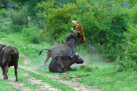 Con sư tử bị húc giữa người. (Nguồn: Caters News Agency)