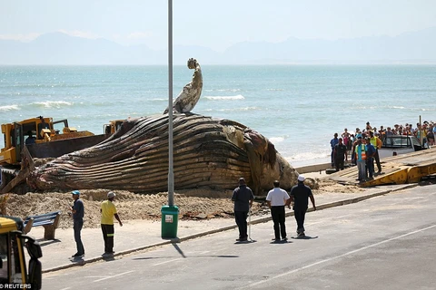 Người dân và du khách tới xem lực lượng chức năng chuyển con cá voi. (Nguồn: Reuters)