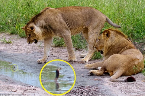 Cuộc chạm trán trên diễn ra trong khoảng 5 phút trước khi những con sư tử bỏ đi. (Nguồn: Caters News Agency)