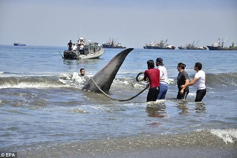 Họ đã mất tới ba tiếng đồng hồ để giải cứu con cá voi. (Nguồn: Daily Mail)