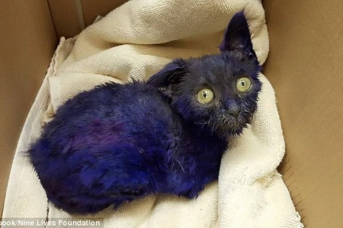Sau khi được chữa trị, sức khỏe của Smurf đã tốt hơn. (Nguồn: Daily Mail)