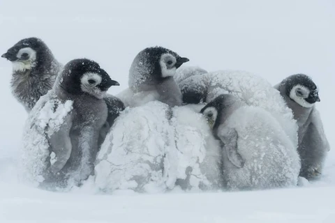 Đàn chim cánh cụt co ro trong thời tiết lạnh giá. (Nguồn: Solent News)