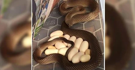 Con rắn và những quả trứng nằm phía dưới tủ lạnh. (Nguồn: AAP)