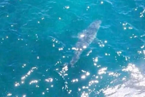 Con cá mập khổng lồ. (Nguồn: news.sky.com)