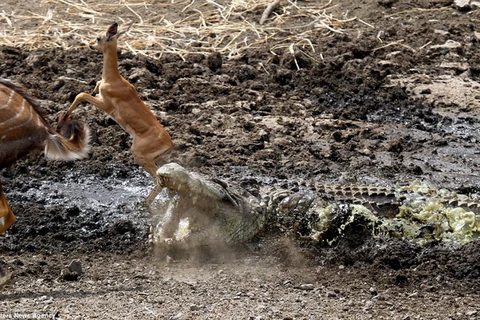 Cá sấu ra đòn nhanh như chớp. (Nguồn: Caters News Agency)