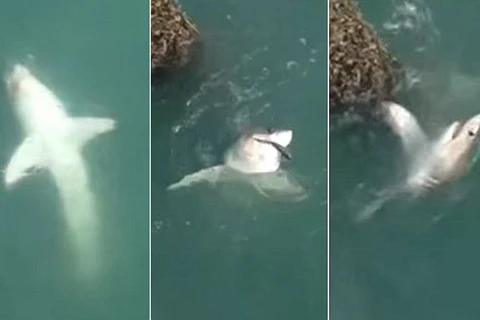 Con cá mập trắng giằng co với ngư dân. (Nguồn: Daily Mail)