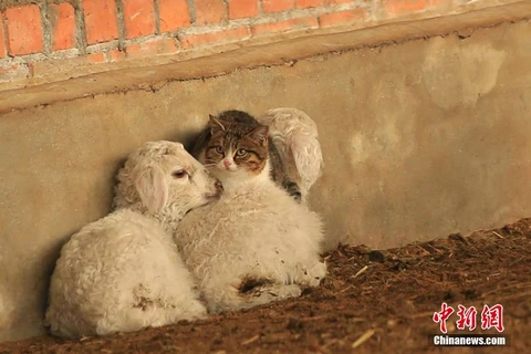 Con mèo nằm cạnh hai chú cừu con để tránh rét. (Nguồn: CCTV)