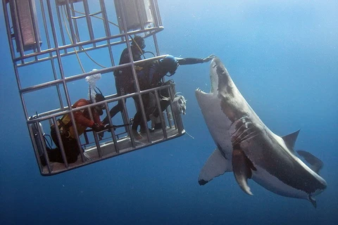 Người thợ lặn trên đã thò người ra khỏi lồng sắt để nhử con cá mập. (Nguồn: Caters News Agency)