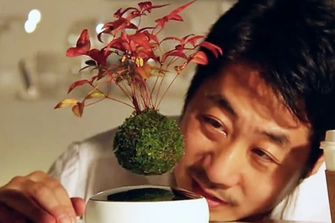 Cây bonsai bay đặc biệt. (Nguồn: mashable.com)