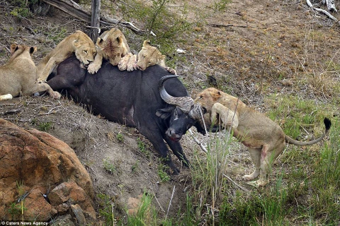 Những con sư tử quyết không buông tha chú trâu. (Nguồn: Caters News Agency)