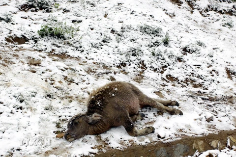 Bê chết tại Sa Pa bởi lạnh do băng tuyết rơi dày. (Ảnh: Quỳnh Trang/TTXVN)