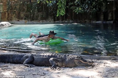 Charles Wieand bơi gần một con cá sấu. (Nguồn: Caters News Agency)