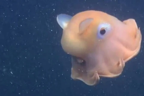 Bề ngang con bạch tuộc khoảng 18cm, sống ở độ sâu 450m. (Nguồn: CCTV)