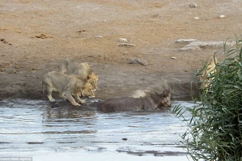 Tê giác bị ba con sư tử bao vây. (Nguồn: Caters News Agency)