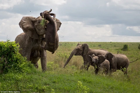 Chú voi đã rất tức giận khi thấy con trâu xuất hiện trong lãnh thổ của mình. (Nguồn: Caters News Agency)