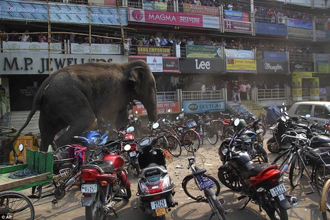 Con voi đã phá hỏng nhiều xe máy, xe đạp. (Nguồn: AP)