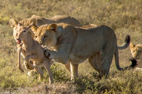 Kh linh dương có ý định bỏ chạy, sư tử mẹ kéo nó lại. (Nguồn: Caters News Agency)