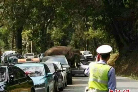 Nhiều du khách hoảng loạn khi thấy con voi trên đường. (Nguồn: Chinanews)