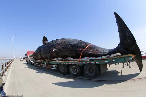 Mỗi con cá nhà táng dài khoảng 15m và nặng 40 tấn. (Nguồn: CCTV)