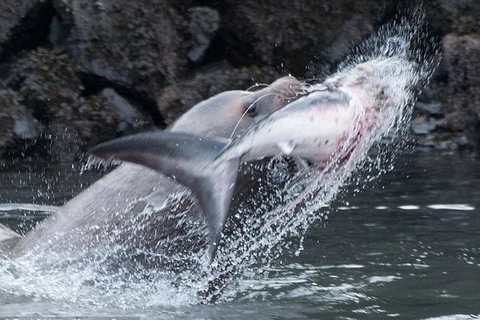 Con cá mập bỏ mạng sau cú cắn mạnh của sư tử biển. (Nguồn: Daily Mail)