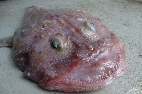 Sinh vật biển này có cái miệng rộng và hàng chục chiếc răng sắc nhọn. (Nguồn: Daily Mail)