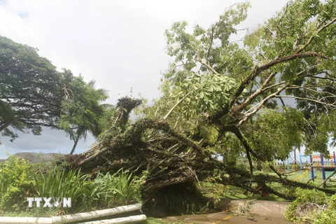 Cây bị gió bão quật ngã tại thủ đô Suva ngày 22/2. (Nguồn: THX/TTXVN)