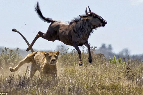 Sư tử ngậm ngùi nhìn con mồi chạy xa. (Nguồn: Caters News Agency)