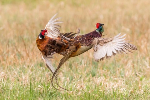 Hai con chim trĩ dùng đôi chân sắc nhọn để tấn công. (Nguồn: Caters News Agency)