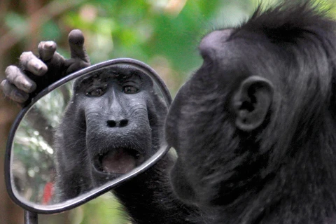 Nhiếp ảnh gia Ronny Buol đã ghi lại được những hình ảnh chú khỉ đang soi gương xe máy. (Nguồn: CATERS NEWS)
