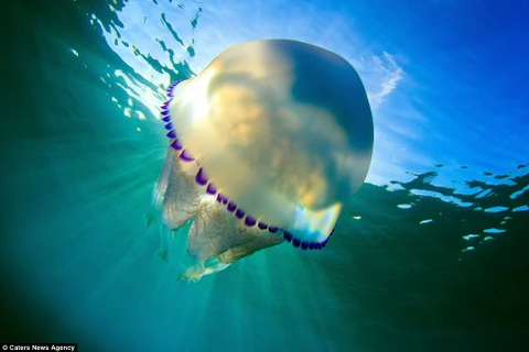 Để chụp ảnh những con sứa, Castells đã lặn xuống biển khoảng 3m. (Nguồn: Caters News Agency)
