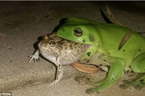 Con ếch cố ăn thịt chú cóc. (Nguồn: Callan Snow)