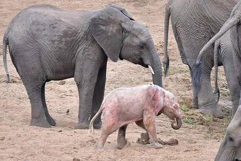 Theo các nhà khoa học, con voi trên bị khiếm khuyết di truyền khiến nó có màu sắc đặc biệt trên. (Nguồn: Caters News Agency)