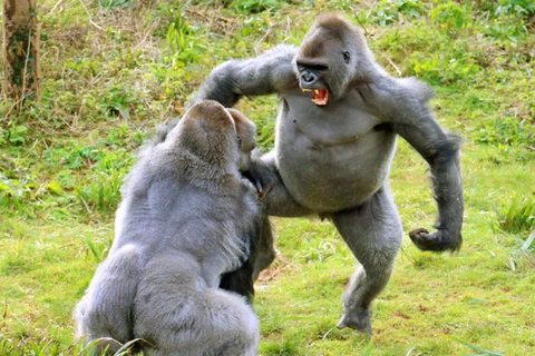 Hai con khỉ đột ở vườn thú Paignton,Devon, Anh chiến đấu với nhau vì củ khoai tây. (Nguồn: Apex News)