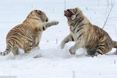 Hai con hổ gầm gừ và dùng móng vuốt sắc nhọn để đe dọa đối phương. (Nguồn: Caters News Agency)