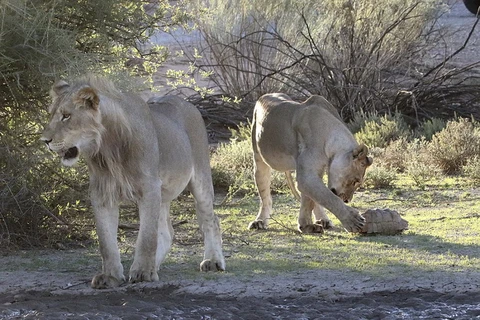 Hai con sư tử đói cố tìm cách ăn thịt chú rùa. (Nguồn: Daily Mail)