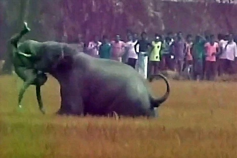 Một con voi nổi diên quật người dân. (Nguồn: Daily Mail)