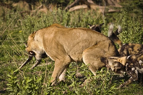 Đàn chó hoang hung dữ quyết không buông tha cho con sư tử. (Nguồn: Caters News Agency)