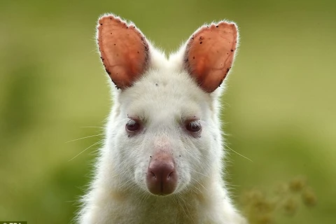 Những con chuột túi đột biến gen hiếm có này có lông trắng như tuyết, đôi mắt, mũi và móng vuốt màu hồng. (Nguồn: EPA)