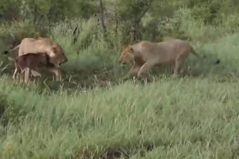 Sư tử bảo vệ con linh dương đầu bò. (Nguồn: Daily Mail)