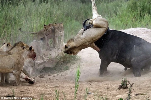 Con trâu trút giận vào một chú sư tử và hất tung kẻ thù lên trời. (Nguồn: Caters News Agency)