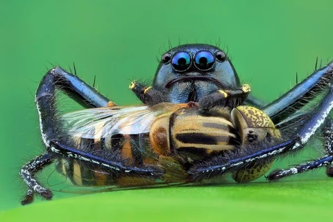 Một con nhện Hyllus bắt chú ong ruồi ở Kota Bharu, Malaysia. (Nguồn: Barcroft Media)