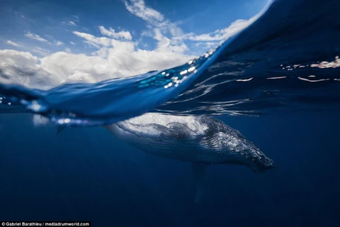 Cá voi lưng gù sống rất đoàn kết. (Nguồn: Daily Mail)