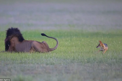 Khi thấy sư tử quay lại, chú chó hoang ranh mãnh đã bỏ chạy. (Nguồn: Caters News Agency)