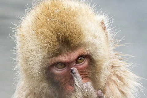 Chú khỉ tỏ ra khó chịu với sự có mặt của những vị khách. (Nguồn: Daily Mail)