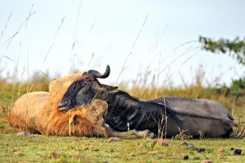 Sư tử lao vào vồ và cắn linh dương đầu bò. (Nguồn: Caters News Agency)