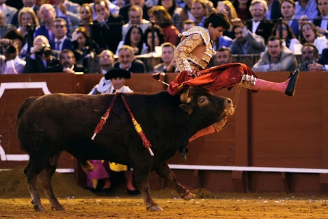 Cú húc đáng sợ của con bò tót. (Nguồn: Getty)