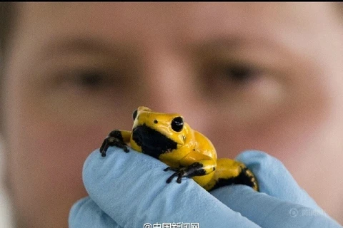 Một con ếch độc. (Nguồn: CCTV)