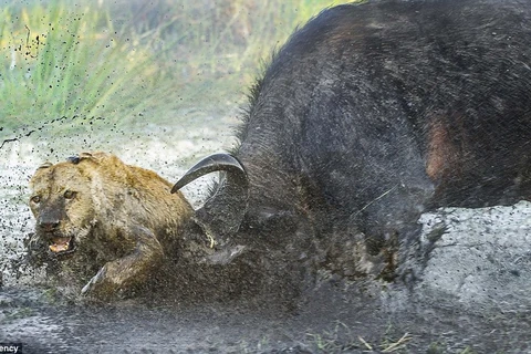 Con bò tót sử dụng cặp sừng to khỏe của mình để húc tung một chú sư tử. (Nguồn: Caters News Agency)
